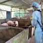 Dịch tả lợn Châu Phi có nguồn gốc từ đâu và nguy hiểm thế nào?