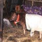 Hướng dẫn một số biện pháp phòng chống rét cho cây trồng, vật nuôi, NTTS